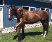 Devon (eventingcanuhandleit) HAGR