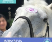 shay-silvia-1