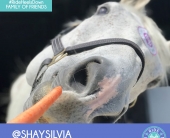 shay-silvia-2