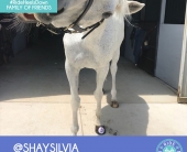 shay-silvia-3