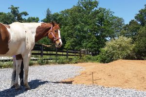 JJ approves of the recent grading work that was done in preparation for a new lesson horse barn.