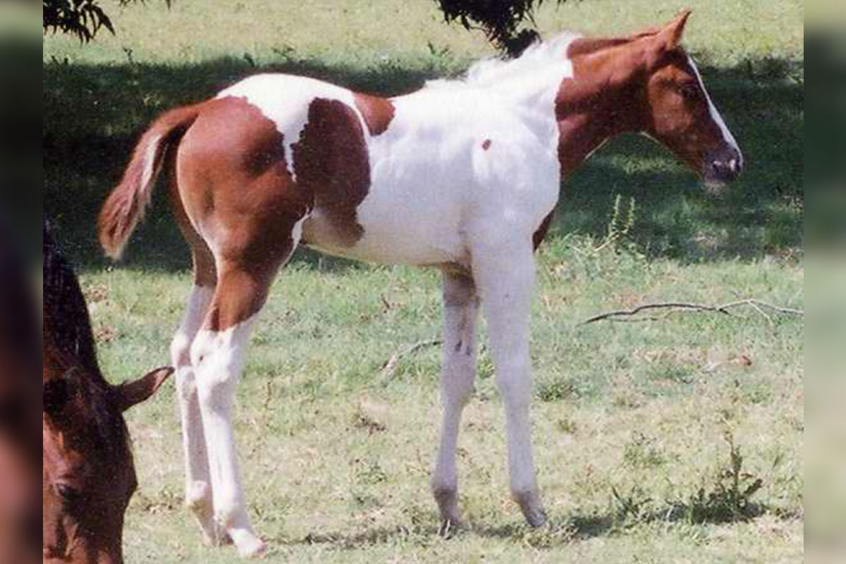 Baby JJ Spot APHA Paint Horse Gelding