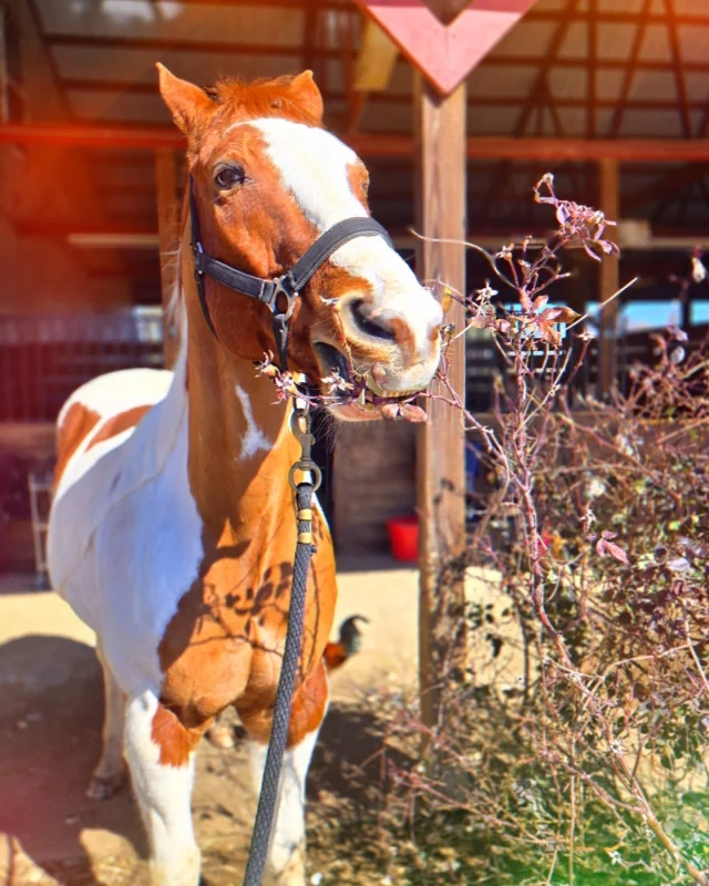 JJ says: "Roses on Valentine's?! Yeah, I'll eat those!" 😂🌷💖