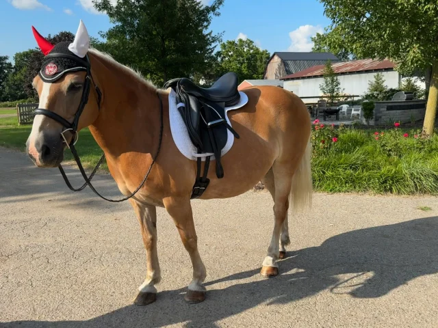 A huge THANK YOU to Stephanie French for stopping by the #RideHeelsDown booth at the KY3DE and sharing this picture of her beautiful Haflinger mare, Nugget, in one of our "Red on Right" XC ear bonnets!
#RideHeelsDown #horsebackriding #horsesofinstagram #horses #horse #barnlife #riding #eventing #dressage #jumper #horseshow #heelsdown #equitation #xc #crosscountry #haveagreatride #eventer #usea #3phase #3ways3days #ushja #usdf #usef