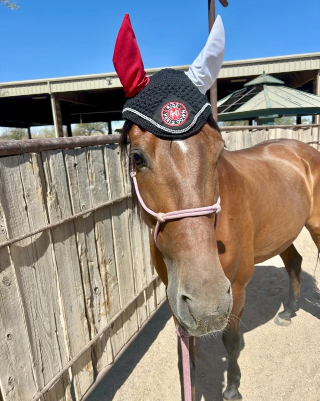 🤍❤️ Samy Moritz's mare Baila looks absolutely beautiful in our "Red on Right" XC ear bonnet, but let's be real - she's the kind of girl that would look great in anything!
#RideHeelsDown #horsebackriding #horsesofinstagram #horses #horse #barnlife #riding #eventing #dressage #jumper #horseshow #heelsdown #equitation #xc #crosscountry #haveagreatride #eventer #usea #3phase #3ways3days #ushja #usdf #usef